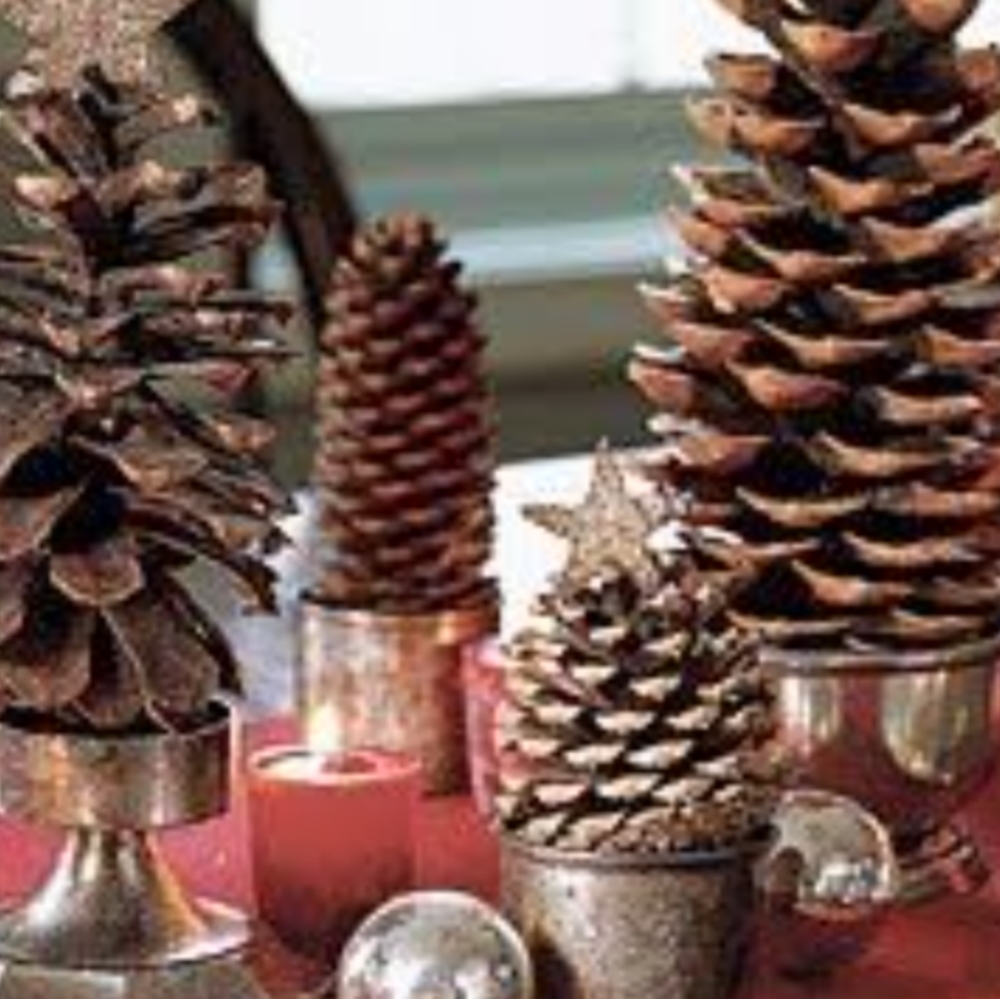 Sugar Pine Cones